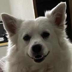 American Eskimo Dogs from Everything is Possible