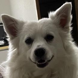 American Eskimo Dogs from Everything is Possible