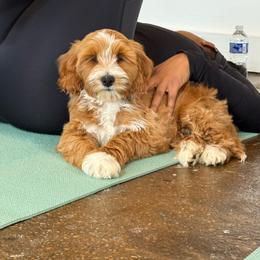 Finn - Red  male Goldendoodle puppy in Calhoun, Georgia from Happy Top Doodles