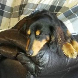 Dachshund All Grown Up from BriarRidge Dachshunds