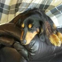 Dachshund All Grown Up from BriarRidge Dachshunds