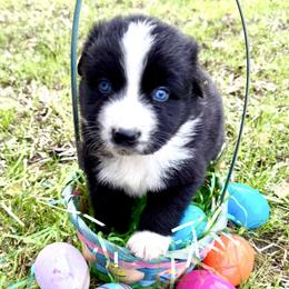 Lainey - Black & white female Australian Shepherd puppy in Winnabow, North Carolina from Lazy Dayz Ranch
