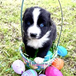 Lainey - Black & white female Australian Shepherd puppy in Winnabow, North Carolina from Lazy Dayz Ranch