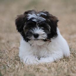 Lowchen Puppies from Dragonne Lowchen