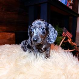 Perseus - Dapple male Dachshund puppy in Washburn, Tennessee from Clinch Mountain Dachshunds