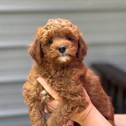 Duke - Red  male Goldendoodle puppy in Wharton, Texas from Little Fur Friends
