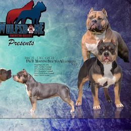 American Bully puppies from Wulfsbane American Bullies