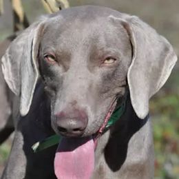 Weimaraners from Hanson Weimaraners