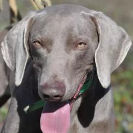 Weimaraners from Hanson Weimaraners