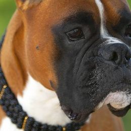 Boxers from Vincenza Boxers