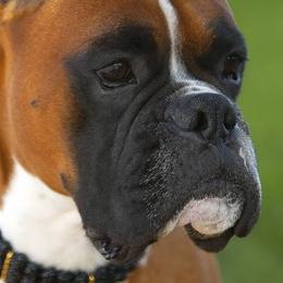 Boxers from Vincenza Boxers