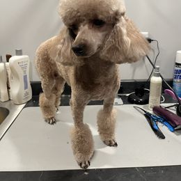 Poodle puppies from Bee Mine Poodles, Doodles and Pomeranians