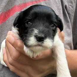 Black Parti Female - Parti female Miniature Schnauzer puppy in Clover, South Carolina from Bobo’s Babies Kennels