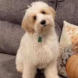 Goldendoodles from Valentine’s Mini Goldendoodles