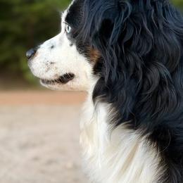 Panda - Toy Australian Shepherd