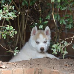Shiba Inu and Siberian Husky Puppies from Mirage Siberians