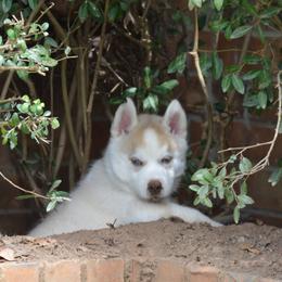 Shiba Inu and Siberian Husky Puppies from Mirage Siberians
