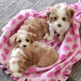 Bichon Frises and Cavalier King Charles Spaniels from Deborah's Puppies