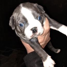 Blue Female - Blue female Boston Terrier puppy in Mc Donough, Georgia from Ballard Boston Terriers