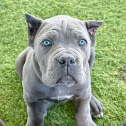 Stunning Grey Male Red Collar - Gray male Cane Corso puppy in Ocala, Florida from Worldwide Kennels
