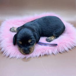 Purple collar - Black and tan female Dachshund puppy in Simms, Montana from Simms Ashuelot Kennel