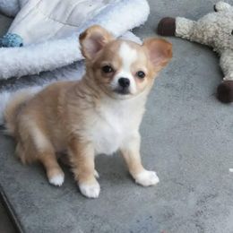 Chihuahua Puppies from Conlin's Chihuahuas
