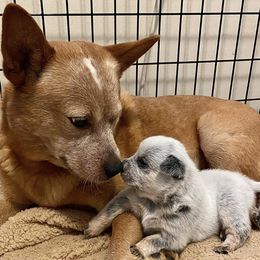 Australian Cattle Dogs from Kurpas ACDs