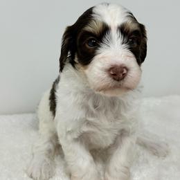 Mary - Brown and white female Bernedoodle puppy in Oologah, Oklahoma from Timber Hills Poodles and Doodles