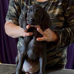 Girl 2 - Black female German Shorthaired Pointer puppy in Aitkin, Minnesota from Whispering’s GunDogs
