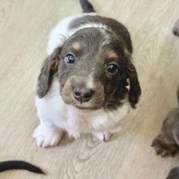 Blue and tan piedbald - Blue and tan male Dachshund puppy in Centralia, Washington from FairyTail Dachshunds