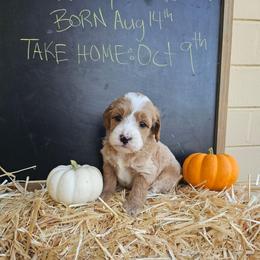 Pumpkin Pie - Cream male Goldendoodle puppy in Daytona Beach, Florida from Beach Doodles
