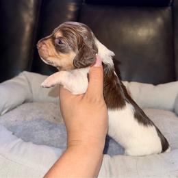River - Piebald male Dachshund puppy in Ceres, California from Rockin' M’s LilBitty Dachshunds (LBD)