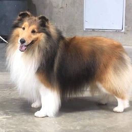 Leo - Shetland Sheepdog