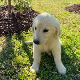 Lola - Cream female Goldendoodle puppy in Louisburg, North Carolina from Lakes Golden Doodles
