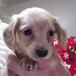 Echo's girl - Cream female Dachshund puppy in Lyle, Washington from Wines Wienery
