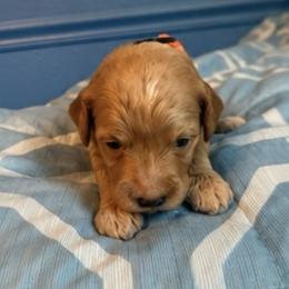 Orange collar - Red  male Goldendoodle puppy in Maumee, Ohio from Bell's Doodles
