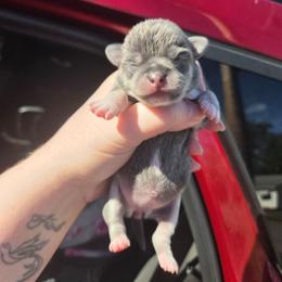 Stella - Blue and tan female Chihuahua puppy in Ashtabula, Ohio from Paw's & Awe's Chihuahuas