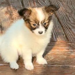 Dot - White and sable female Papillon puppy in Benton, Arkansas from Mama's Pride