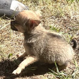 Dingo - male Companion Cross puppy in Cass City, Michigan from Lil'Fevre Chihuahuas and PomFevre Pomeranians