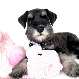 Miniature Schnauzer Puppies from Kindred’s Classic Miniature Schnauzers