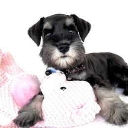 Miniature Schnauzer Puppies from Kindred’s Classic Miniature Schnauzers