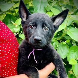 Asha (girl purple) - Bi-color female German Shepherd puppy in San Antonio, Texas from CISCOK9