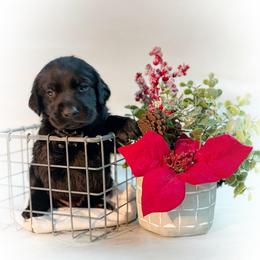 Argyle - Black male Labrador Retriever puppy in Isle, Minnesota from Dog Ear Outfitters
