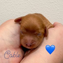 Cable - Ruby male Cavalier King Charles Spaniel puppy in Eau Claire, Wisconsin from Regal Cavaliers