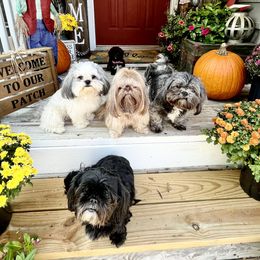 Shih Tzu Puppies from Sarver Family Farm Shih tzus of NC