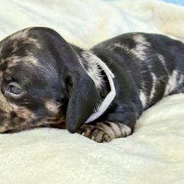 Spot - Dapple male Dachshund puppy in Orlando, Florida from Weiner Wunderland of Central Florida