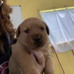 Jack Russell Terrier and Labrador Retriever Puppies from Canine Assist