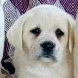 Girl 3 - Yellow female Labrador Retriever puppy in Jamestown, Ohio from Heartlands Quality Labrador Retrievers