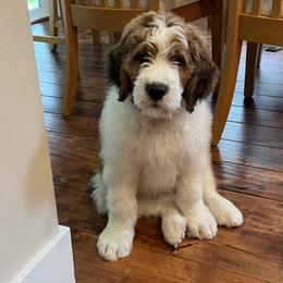 Saint Berdoodle Puppies from Country Manor Saint Berdoodles