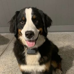 Bernese Mountain Dogs from Olive and Lucy’s Precious Littles